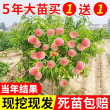 ����ˮ���Ҙ���޽��S�Ҙ��m�䮔��Y���Ϸ������Nֲ�����Ҙ����