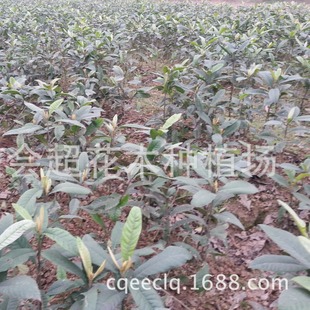 Large Supply of Grafted Loquat Seedlings, Large Five-Star Loquat Seedlings, Solid Loquat Seedlings, Large Quantity, Favorable Hedges