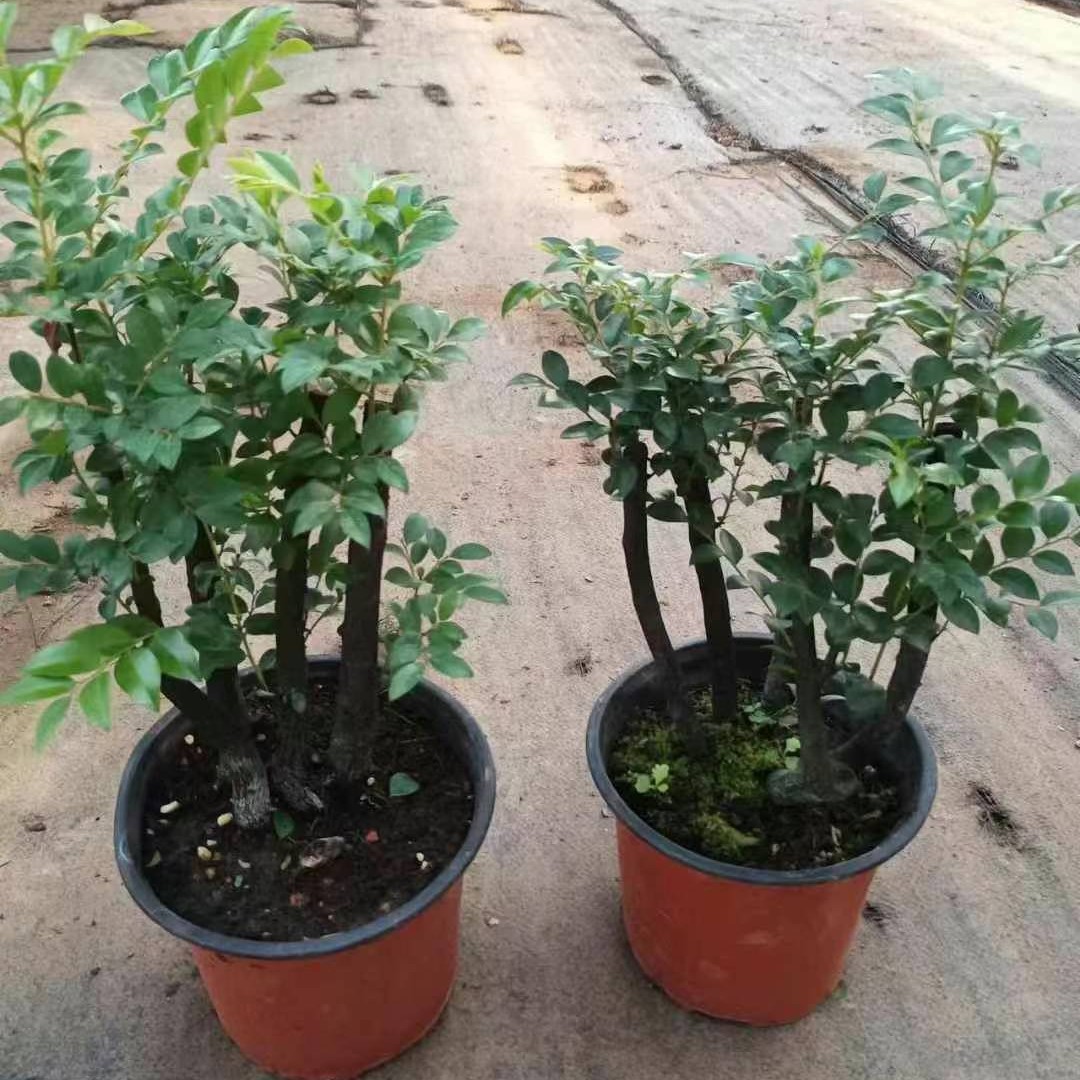 小叶紫檀盆景黑古茶苗室内办公阳台桌面四季常青耐旱寒观叶茎植物