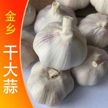 干大蒜紫皮新鲜中国大陆/山东省/济宁市金乡大蒜头批发白皮大头蒜