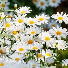 IշNr׷NʾջN҃ļ̨ͥԺԷN