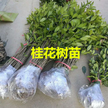 八月桂樹 八月桂樹批發 促銷價格 產地貨源 阿里巴巴