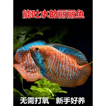 吐口水的丽丽鱼 射水鱼 七彩丽丽 五彩丽丽血丽丽新手鱼无需打氧