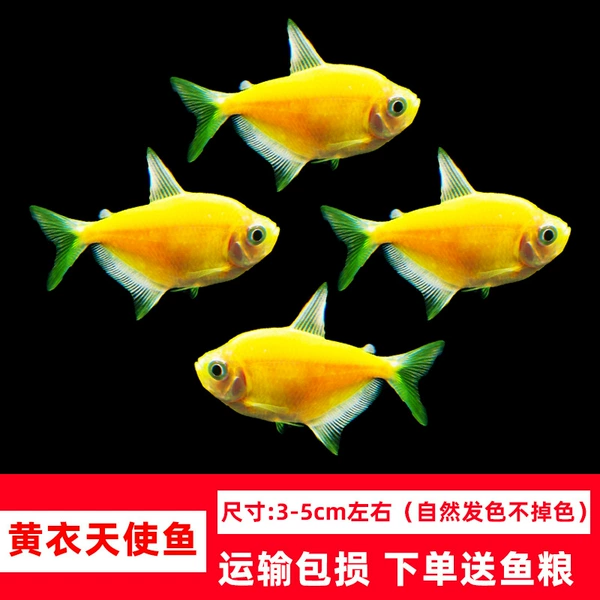 5 large yellow angel fish 3-5cm + fish food