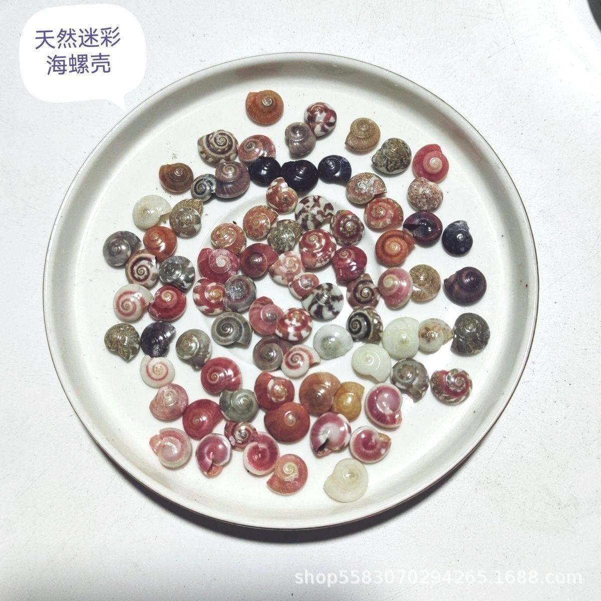 Conchas de caracoles naturales vendidas por kilogramo de cangrejos de estrellas de mar reemplazar conchas acuarios paisajísticos botellas a deriva materiales de pintura a mano
