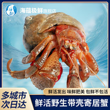 海蕴极鲜【活鲜】鲜活寄居蟹 新鲜虾怪带壳海捕保鲜不保活烧烤食
