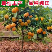 ˘޽Ӵ˹شͥԺϱNֲY