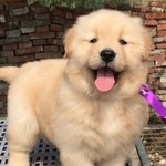 纯种金毛幼犬活体大骨架导盲犬双血统金毛狗赛级拉布拉多宠物狗狗