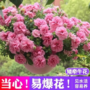 �ذ갫��ţ���Ԏ������M�ڴ�����ţ���ļ����B�ױ����̨ͥԺ����