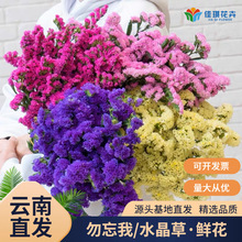 云南直批新鲜勿忘我鲜花情人草鲜切花婚庆布置花材节日活动鲜花
