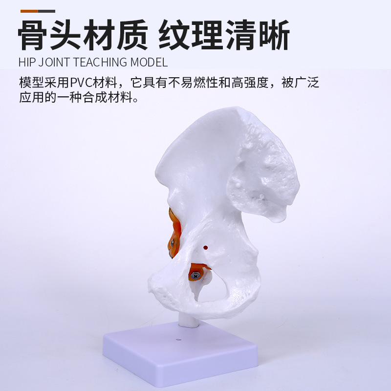 �����Źؽ� �ɹؽ�ģ�� �������ģ�͹ɹ�ͷ���ŹǺ͹ؽ��ʹ�ģ��