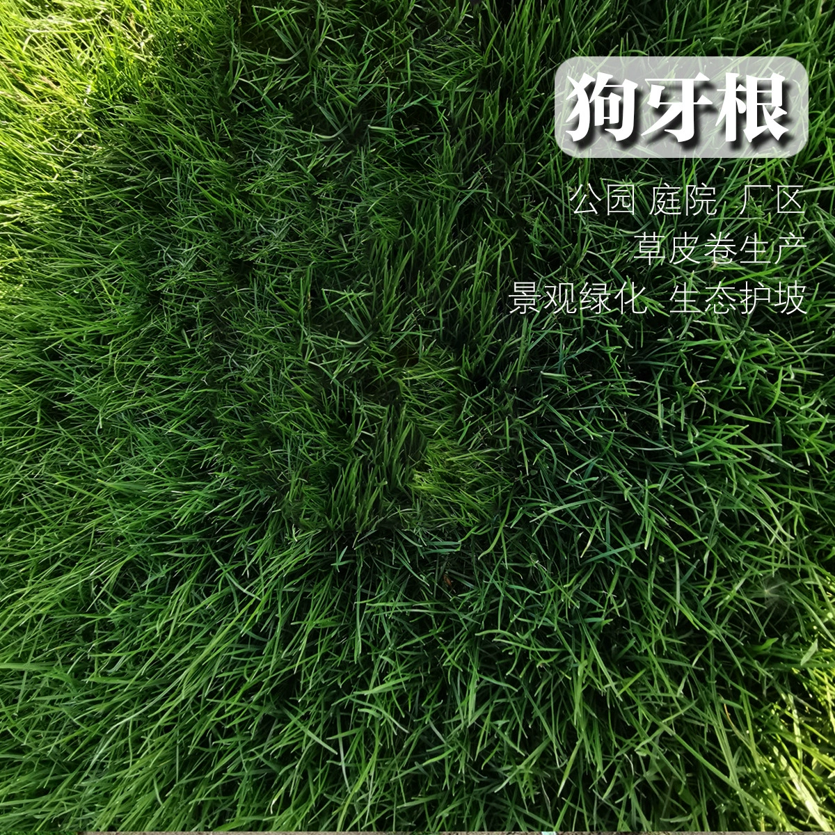 Семена многолетней травы Dogtooth grass для стабилизации склонов, укрепления почвы и зеленого озеленения, высококачественная трава Бермуда для газонов и полей для гольфа