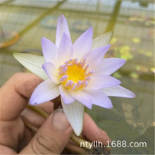 大睡莲花苗根块池塘水池水培植物花卉盆栽带花芽四季水养荷花睡莲