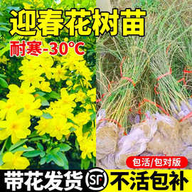迎春花树苗盆栽连翘老桩盆景室内阳台庭院爬藤植物四季花卉报春花