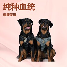 批发德系罗威纳幼犬活体狗狗护卫犬防爆犬纯种狗工作犬狗狗大型犬