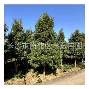 �������l ��z�ľ 12���ֽ�z�ľ����Ҏ���Rȫ���΃����r�񃞻�