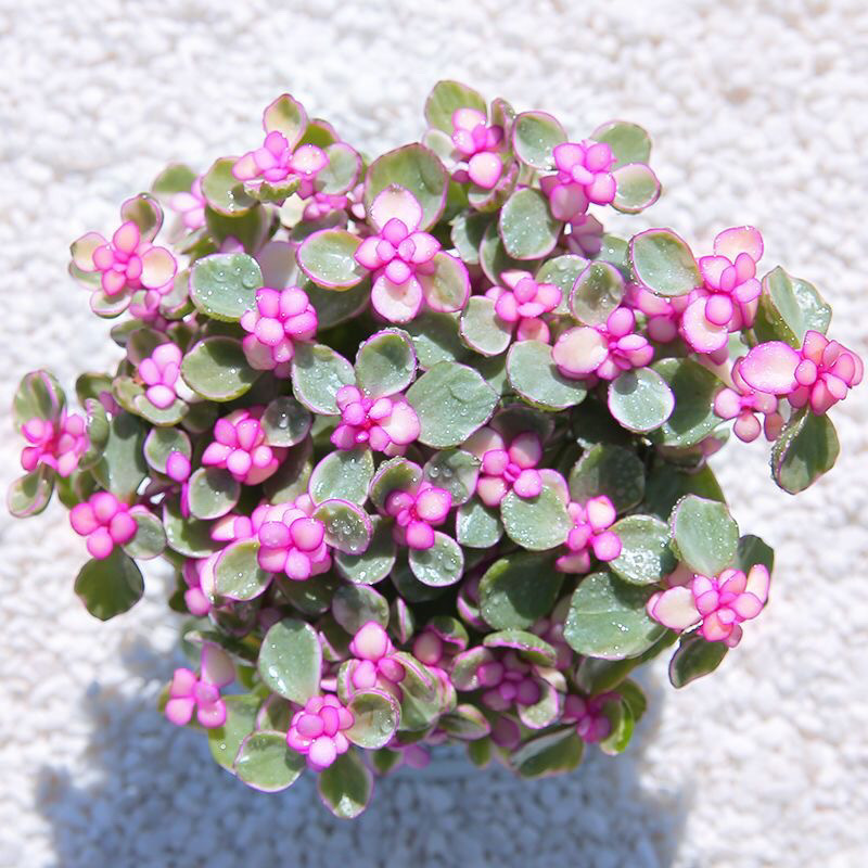 케이크 위에 아이싱을 얹고 원래 화분에 흙을 담아 배송