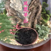 乌龙茶潮州凤凰单丛茶叶散装茶鸭屎香蜜兰香批发茶叶工厂一件批发