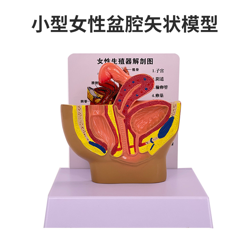 ��ǻģ��Ů��ʸ״����ģ����ֳϵͳ������������ϵͳ��ѧģ��ҽѧ