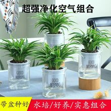 吊兰花盆金边盆栽植物垂吊室内水培植物绿萝发财树绿植花卉小盆栽