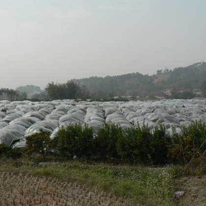 茂金属金桔膜砂糖橘膜防霜膜茂金属长寿砂糖橘膜长寿金桔膜