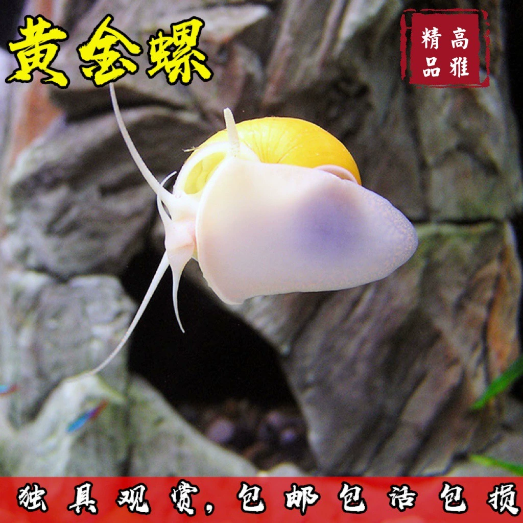 Корм для рыб — экскременты для наблюдения за тропическими бойцовыми павлиньими креветками, холодноводные, питомцы, средство для очистки аквариума Цин Даофу