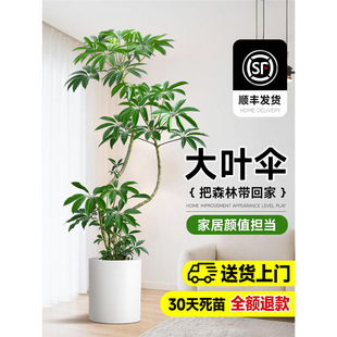 ���~���Ϙ��Gֲ�҃ȴ������ʽֲ��͏d�k���Ҵ����Ժ��B�ļ�����