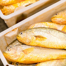 寧德黃花魚補價專用鏈接冷凍黃魚冰鮮黃魚黃魚鯗