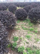 红花继木 萧山基地直销 红花檵木球  毛球等各种规格苗木大量批发