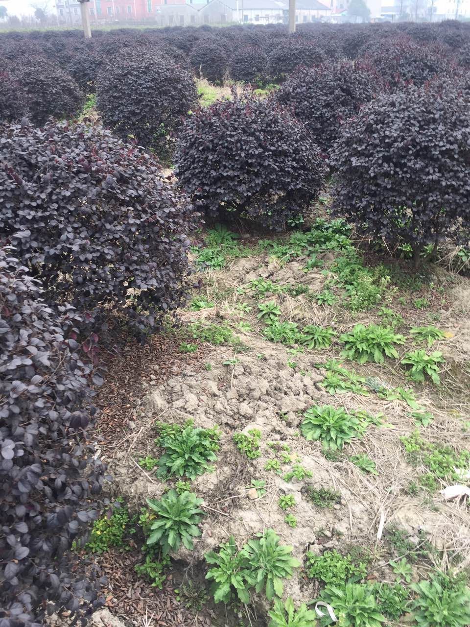 红花继木 萧山基地直销 红花檵木球  毛球等各种规格苗木大量批发