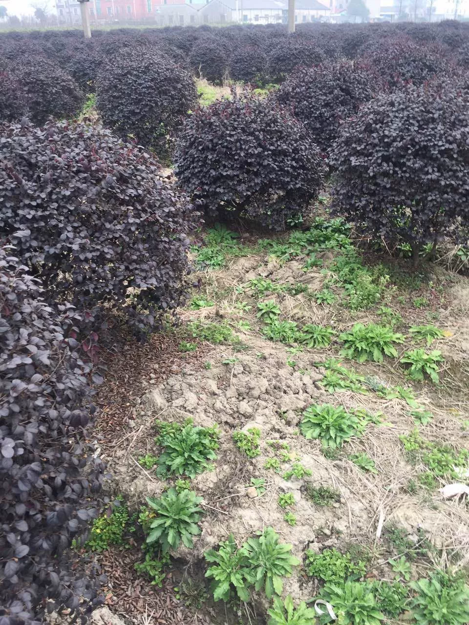 Honghua Jimu Xiaoshan база прямых продаж различных спецификаций саженцев, таких как красный лоптерикс шерстяной шарик оптом