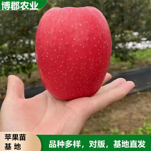 ���س���2���O������ 3��l�tȫ�t�O���� �S�{˹�S���O����