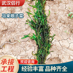 Malaysian Eye-Catching Submersed and Floating Plants Planted with Bamboo Leaves Eye-Catching Eye-Catching Plants Undertake Ecological Restoration Projects