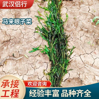 马来眼子菜沉水浮水植物种植竹叶眼子菜眼子菜科承接生态修复工程