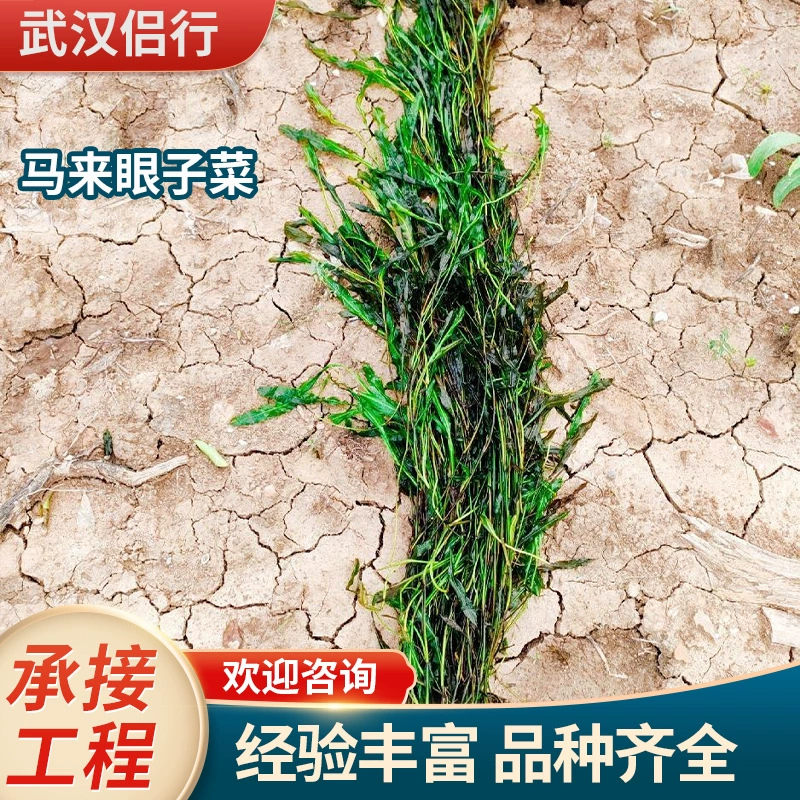 Малайзийские водные растения, погружные и плавающие, посажены с водной травой из листьев бамбука и водной травой для выполнения проектов по экологической реставрации.