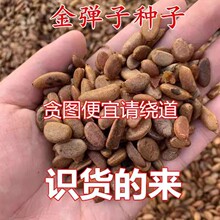 �����ӷN�Ӟ������f�������Ә���N�ӟ��\���䘶�辰��N�߳�ѿ��