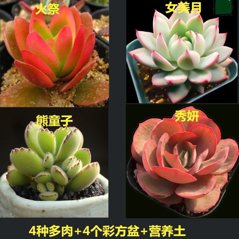 불 희생 + 여성 미인 달 + 곰 + 슈옌은 대야가 필요합니다. 대야가 포함된 주문