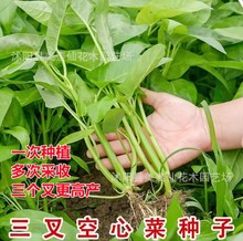 空心菜种子 蕹菜 藤藤菜 空筒菜种子 1件=1斤