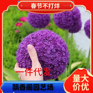 One Piece of Dropshipping Large Green Onion Bulb Ambassador Ball King Courtyard Winter Cold-Resistant Flower Garden House Flower Mirror Plant Large
