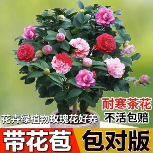 ɽ�軨������ɫ�൤���Ի��ܾGֲ��õ�廨���B�ļ��N�_���̨�ͺ�