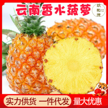 云南香水菠萝9斤整箱水果10包邮批发5非台湾海南金钻凤梨云南特产