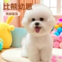 活体纯种幼犬小狗玩赏犬