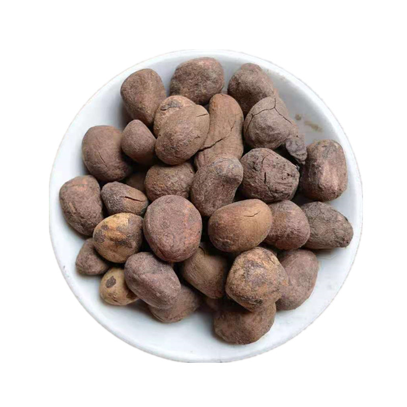 Dried Chaulmoogra Seeds Da Feng Zi 大枫子 Whole Herb Bulk Supply in use