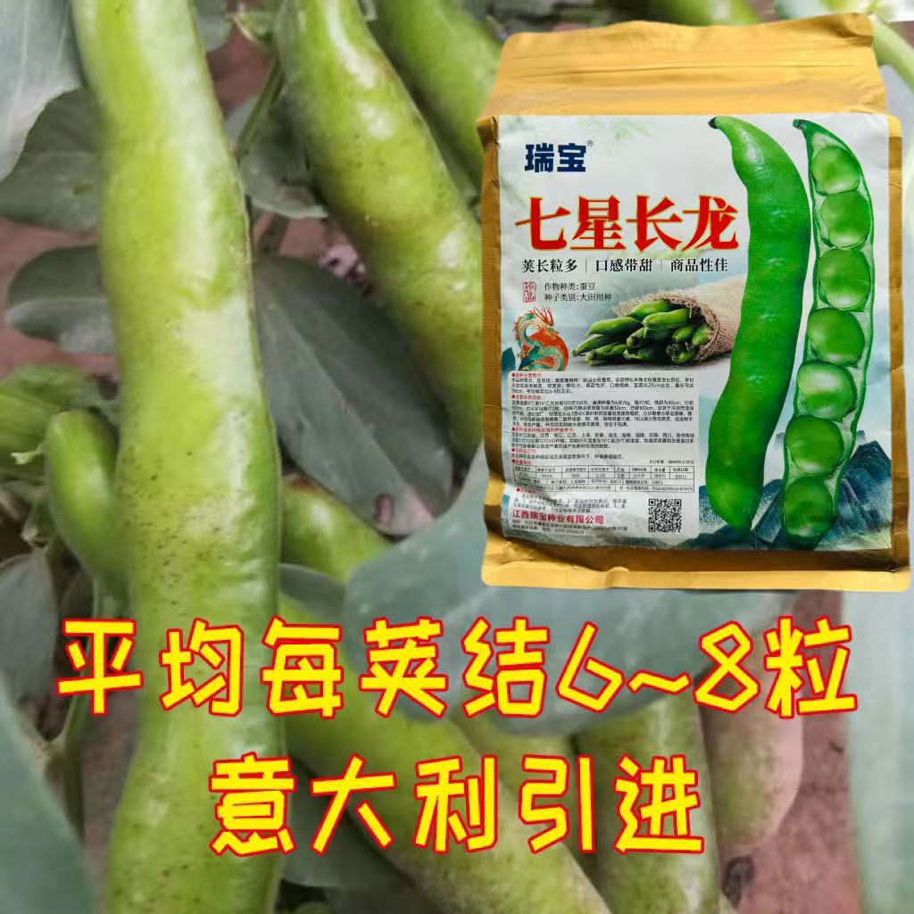 七星大蚕豆种籽种子苗高产小优菜南方大粒型秋天种孑菜籽特