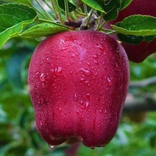 天水新鲜花牛苹果新鲜水果现摘现发宝宝粉面刮泥甘肃蛇果一件代发