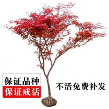 �t�������ձ��t�輧�辰�e���ļ��ԷN���ͺ��Ї����������t��ͥԺ