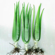 ԺJCԶֲݹwaˮʳ҃⻨ܾGֲ