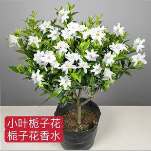 Gardenia Potted Flower Plant Indoor All Year Round Blooming with Buds Balcony Green Plant Fragrant Single Pole Sapling Easy to Grow