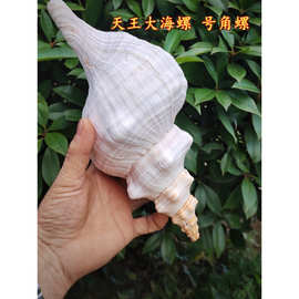 天然大海螺 天王法螺 赤旋海螺羊角螺法器响螺吹号收藏观赏摆件