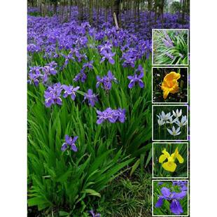 ���{���Sβ��ͥԺ�ر�ֲ���[�m������S���Ѷ������������x